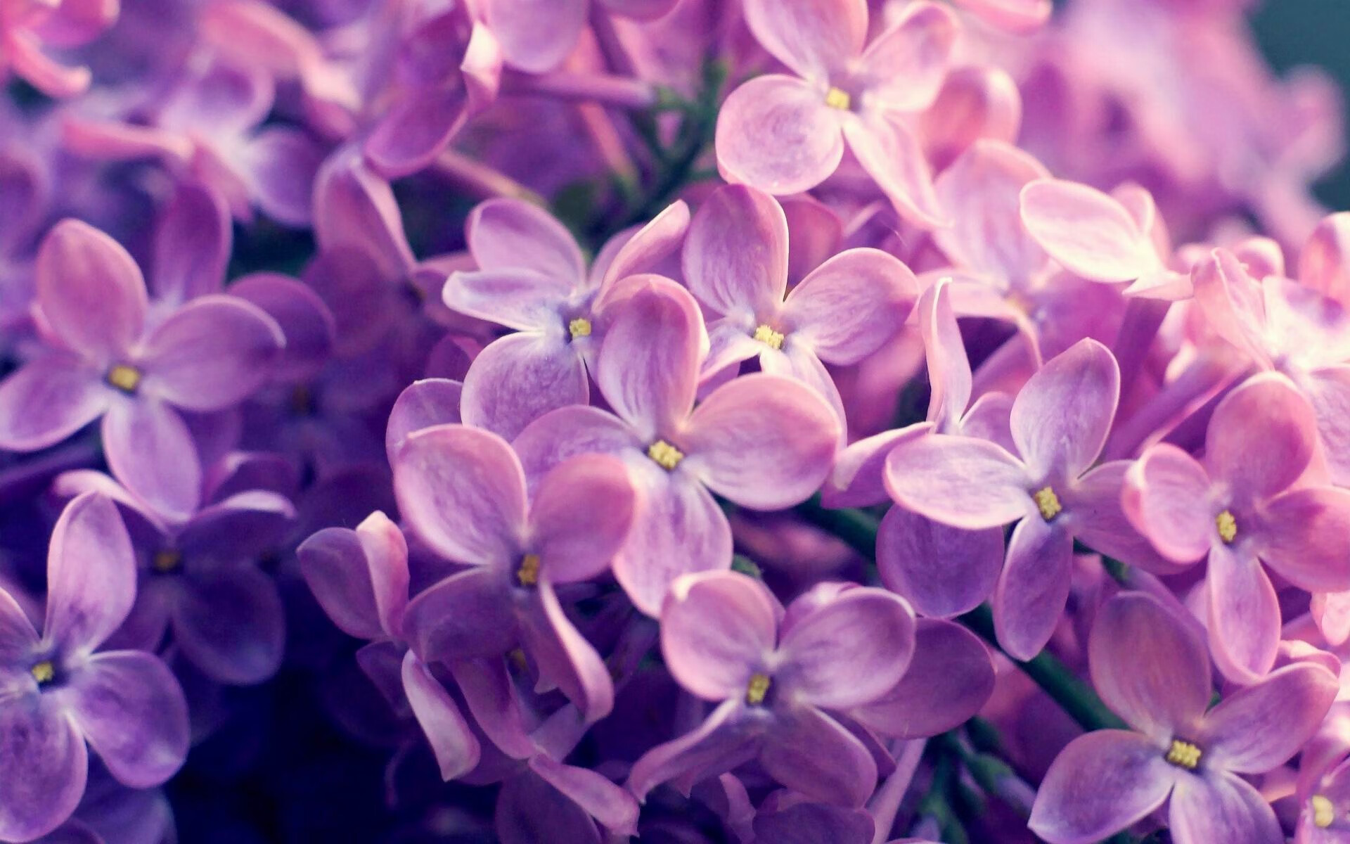 绿茵军师，NBA的另类征服，当伊布的意志降临季后赛