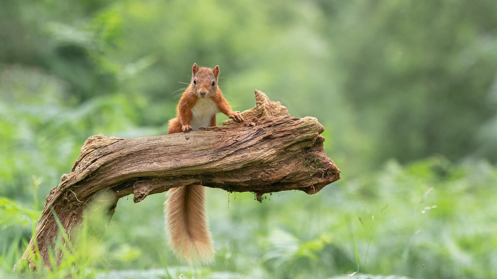 绝境狂澜！楚阿梅尼天神下凡，法国重剑无锋终破挪威铁壁