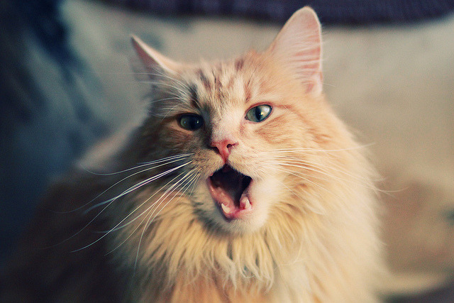 乔治攻防转换如疾风,热火攻守兼备完胜广东队