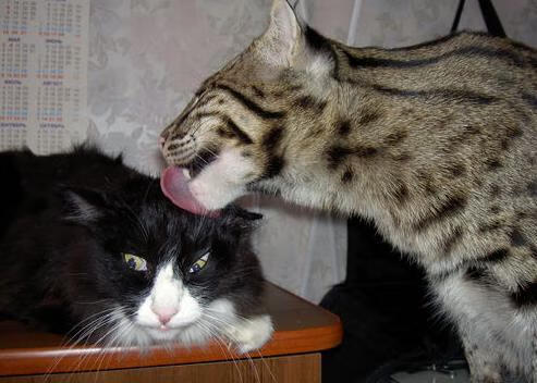 绿茵场与硬木地板的交响，欧冠之夜与利拉德的高能启示录