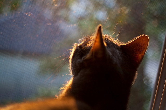 天外来客詹姆斯，黄蜂主场化蜂巢，深圳队防线崩塌的107分钟