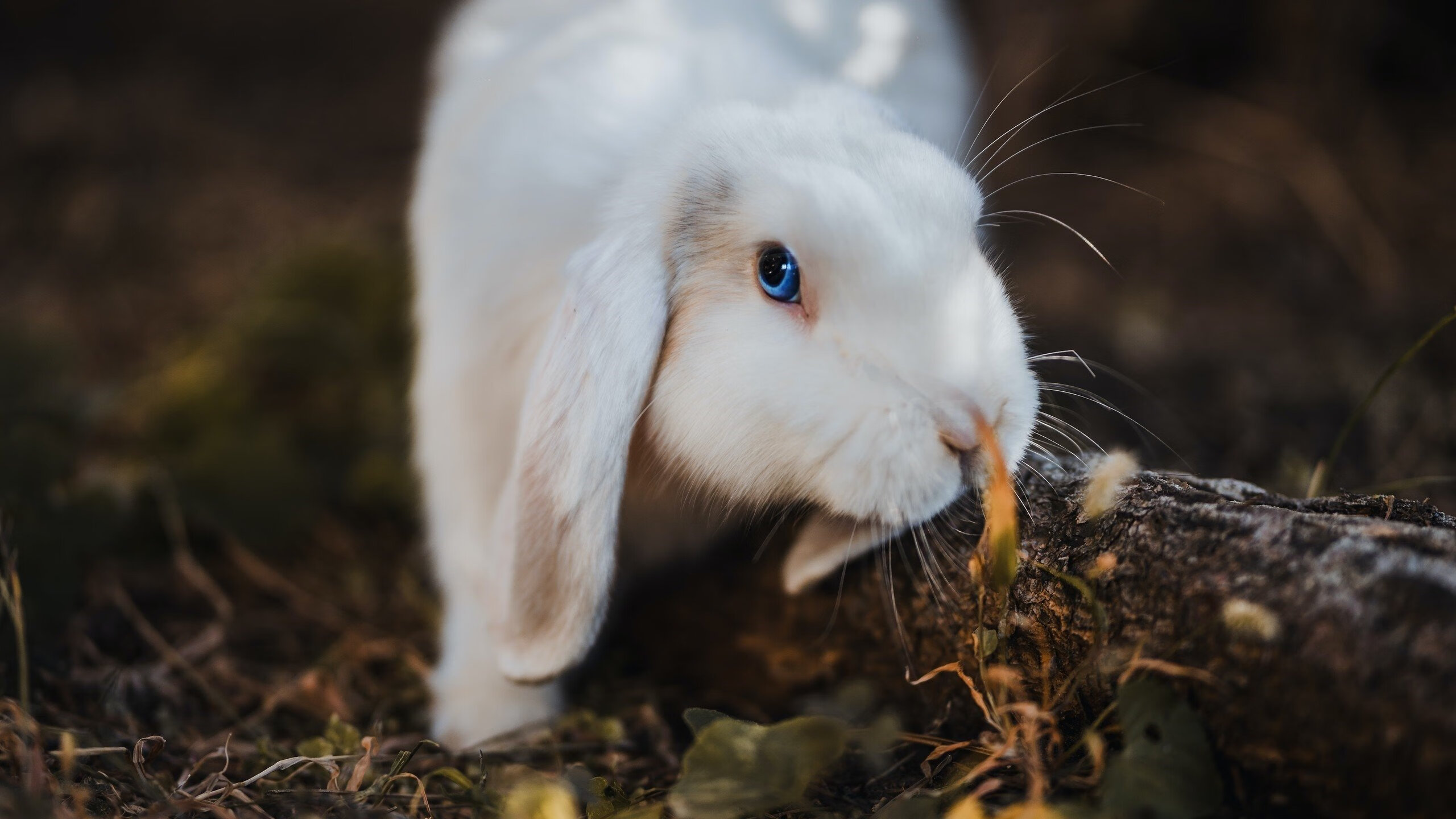 浓眉擎天柱，奥运周期关键战之夜，舞台越大他越强