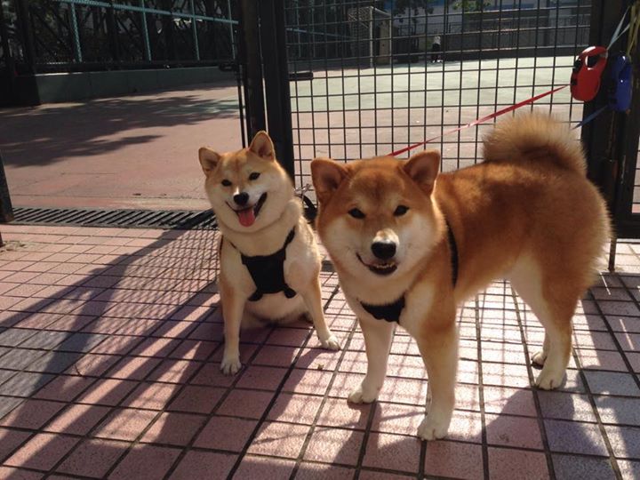 双重奏鸣,西班牙德比的艺术碰撞与波兰的战术胜利