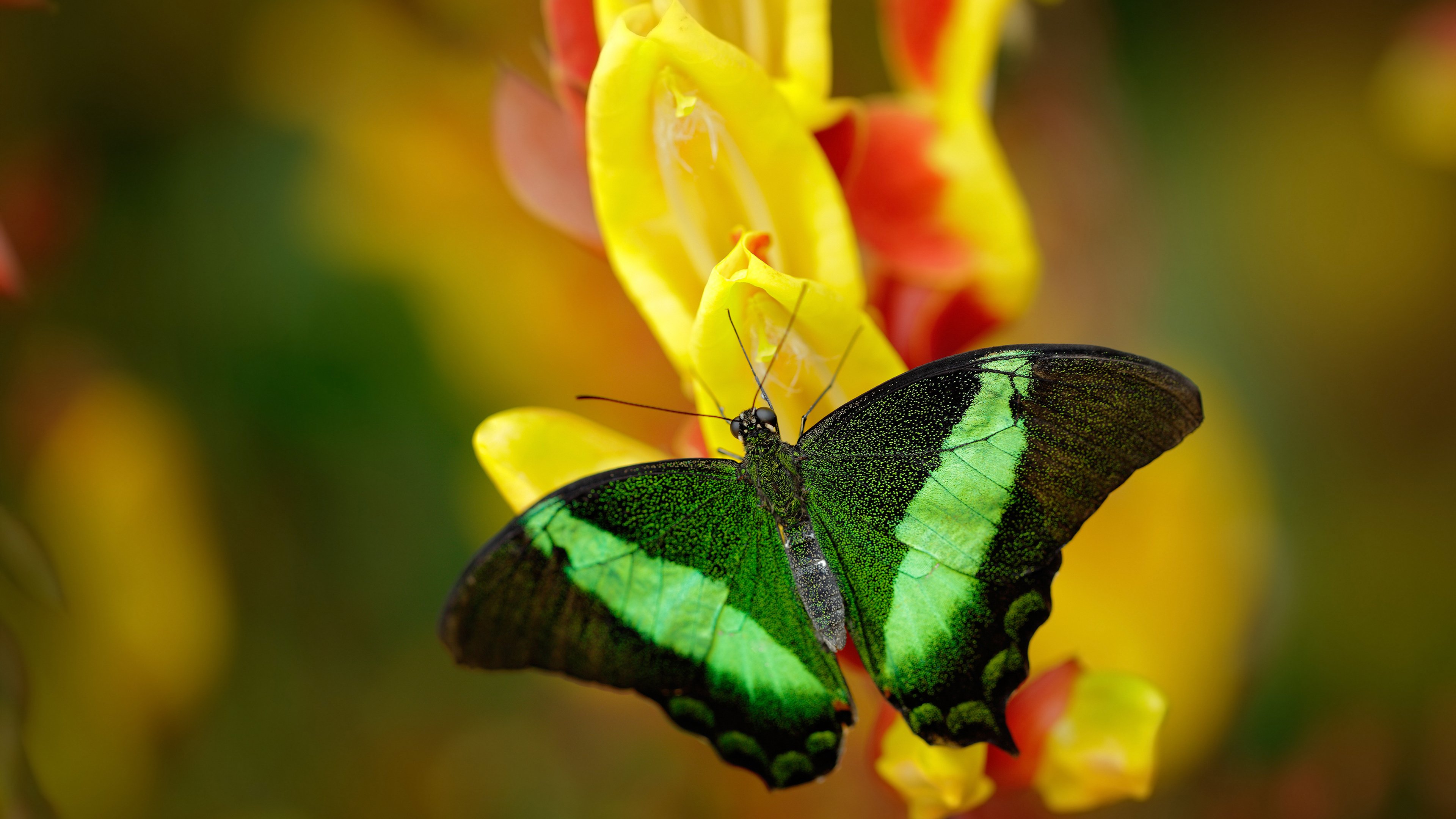 乔治神兵天降！生死战连砍关键分，魔术力克广东昂首晋级