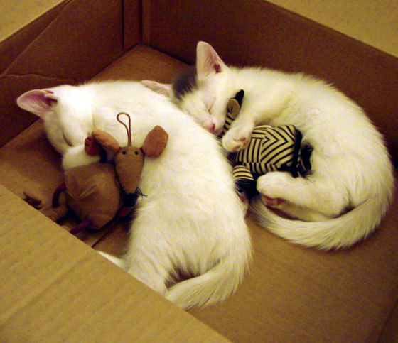 小国咆哮与孤星闪耀，体育世界里的强权新解