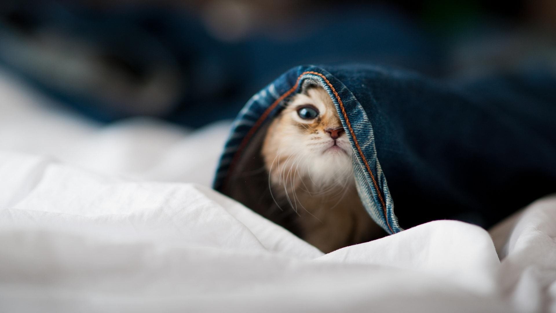 小国咆哮与孤星闪耀，体育世界里的强权新解