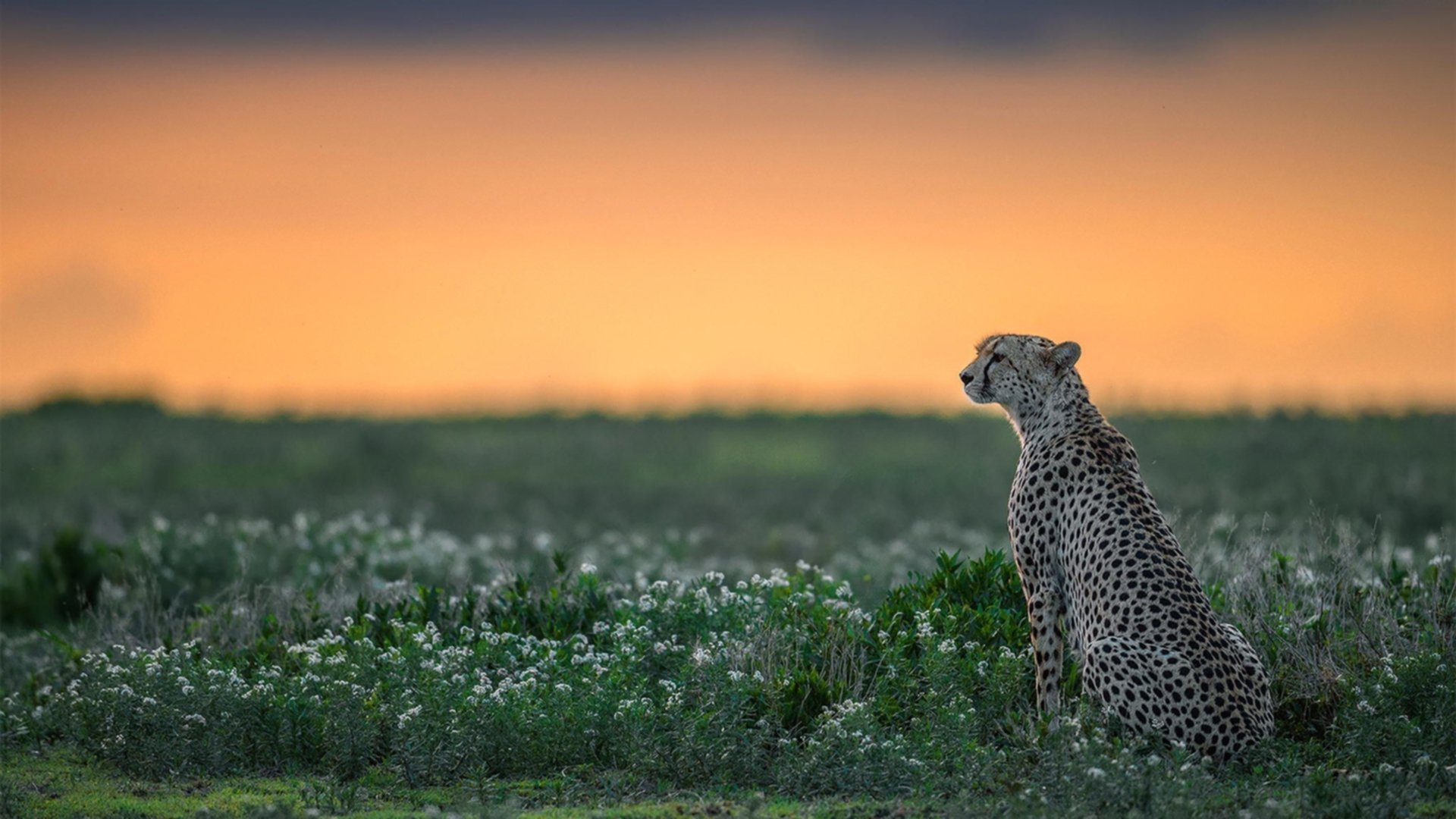 季后赛抢七之夜，平凡射手贝恩燃灯全场