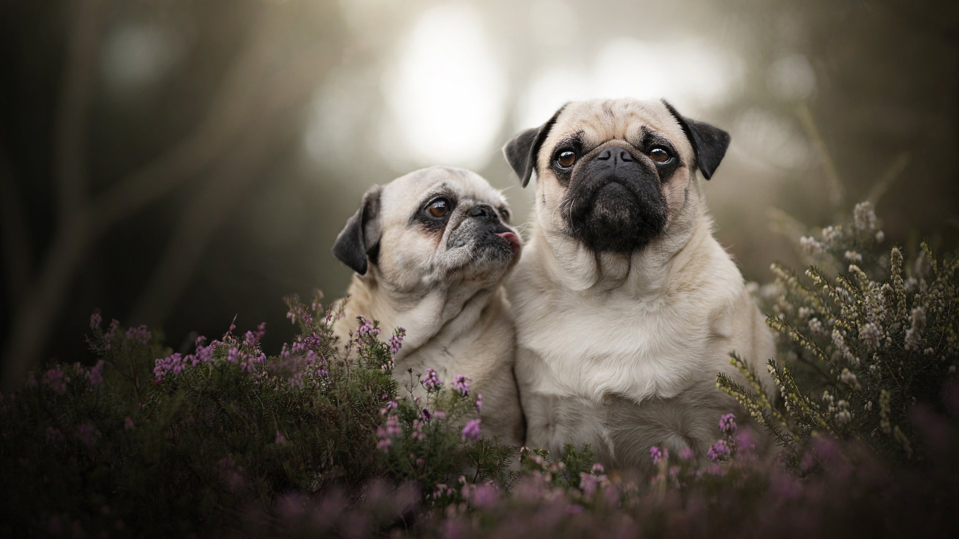 燃烧的绿茵与冰冷的铁壁，一场定义爱尔兰的年度硬仗