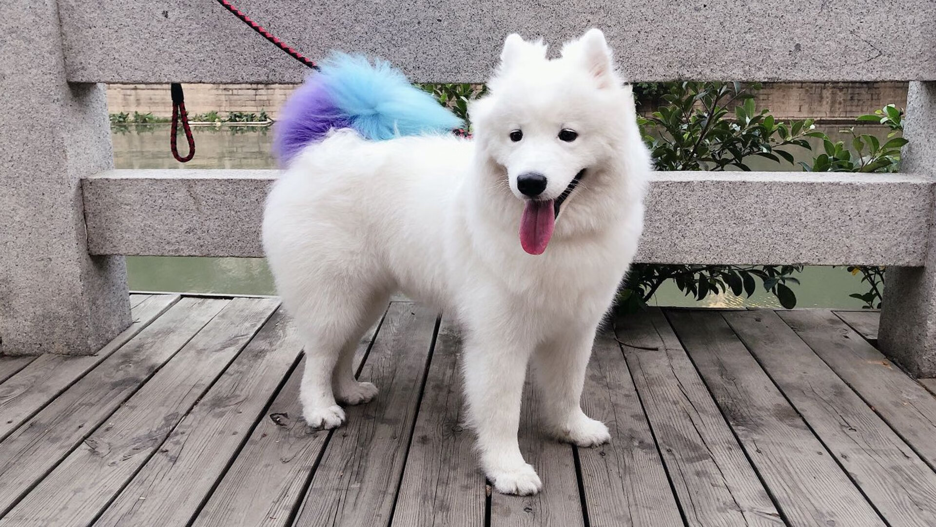 西甲国家德比焦点战激情四射，灰熊队速胜深圳队展现实力